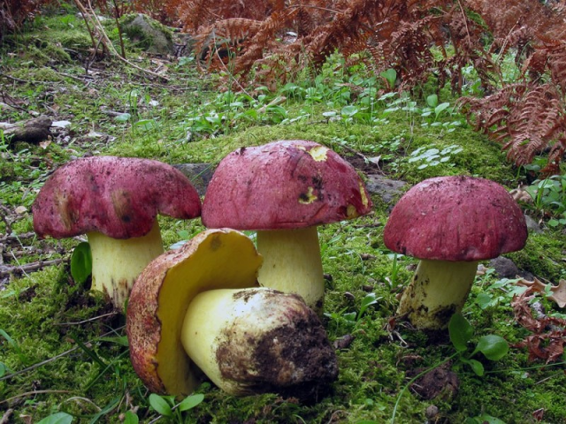 Мицелий Боровика королевского / Болет королевский (Boletus regius)